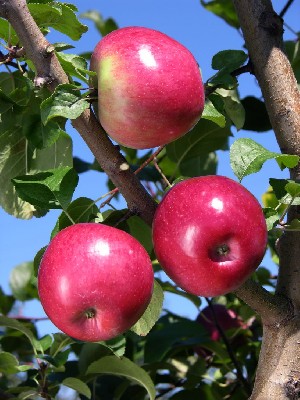Liberty - Apple Varieties